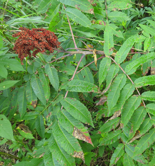 Rhus glabra