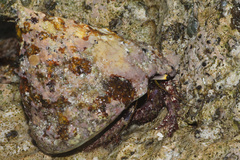 Tectus pyramis