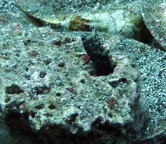 Emblemaria pandionis