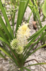 Sparganium eurycarpum coreanum