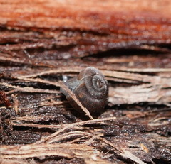 Excellaoma melbournensis