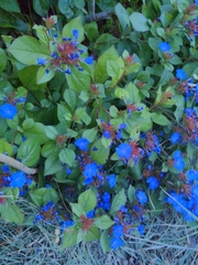 Ceratostigma plumbaginoides