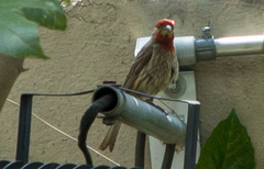 Haemorhous mexicanus