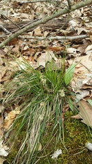 Carex communis