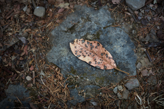 Ruptoseptoria unedonis