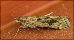 Achyra affinitalis