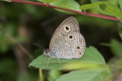 Ypthima multistriata