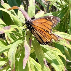 Danaus plexippus