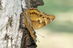 Apatura ilia