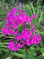 Phlox glaberrima