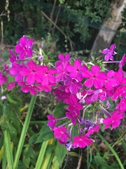 Phlox glaberrima