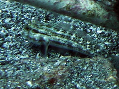 Gnatholepis thompsoni