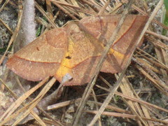 Metarranthis obfirmaria