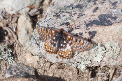 Euphydryas anicia bernadetta