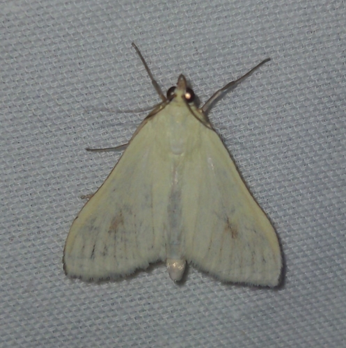 Carrot Seed Moth (Sitochroa palealis)