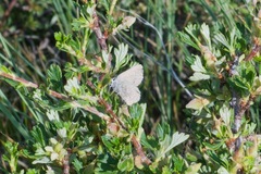 Satyrium semiluna