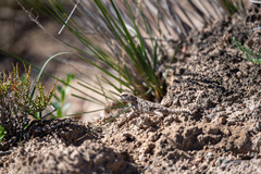 Phrynocephalus vlangalii