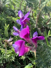 Lathyrus japonicus