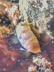 Roxaniella multistriata