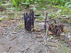 Alloclavaria