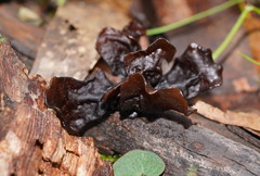 Phaeotremella fimbriata