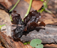 Phaeotremella fimbriata