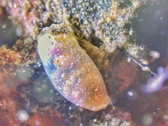 Roxaniella multistriata
