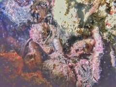 Roxaniella multistriata