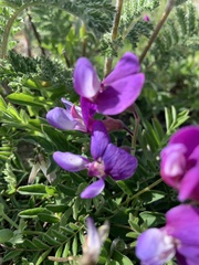 Lathyrus japonicus