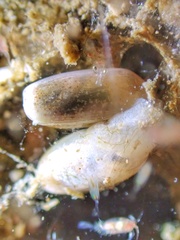 Roxaniella multistriata