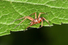 Philodromus marxi