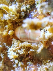 Mnestia girardi