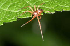 Philodromus marxi