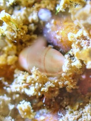 Mnestia girardi