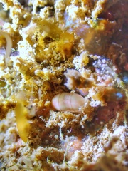 Mnestia girardi