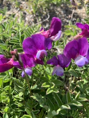 Lathyrus japonicus