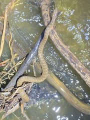 Nerodia harteri