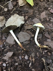 Leratiomyces riparius
