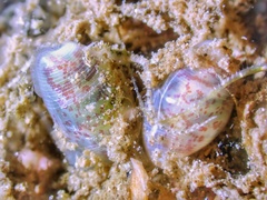 Atys semistriatus