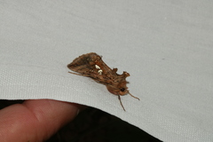 Autographa bimaculata