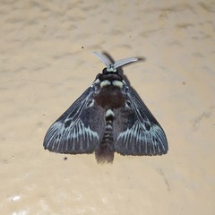 Megalopyge albicollis superba