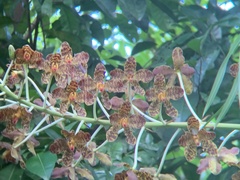 Grammatophyllum