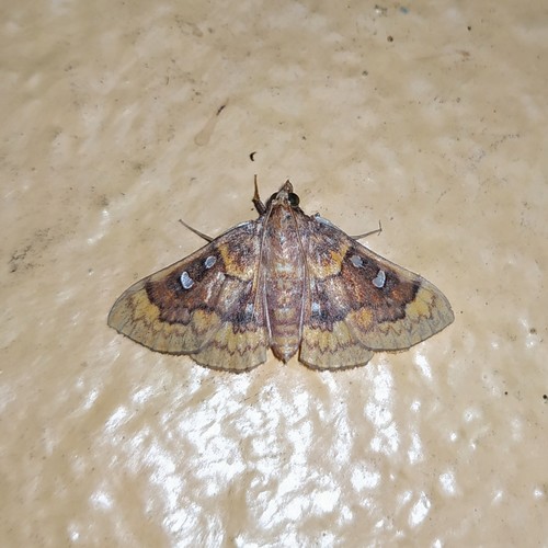 Polygrammodes fenestrata
