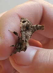 Inguromorpha arcifera