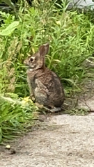 Sylvilagus floridanus
