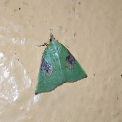Paramacna arnea