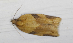 Clepsis spectrana