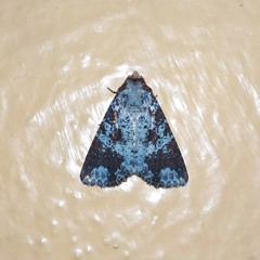 Condica cupentia