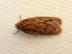 Acantholena siccella
