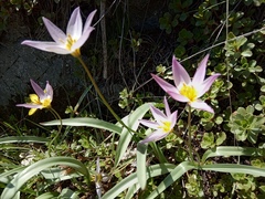 Tulipa patens